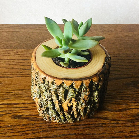 Live Succulents In An All Natural Rustic Wood Log Holder