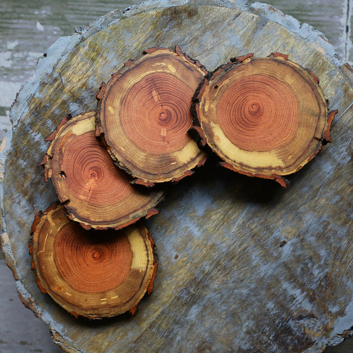 Rare Red Oak Natural Tree Wood Coasters with Bark